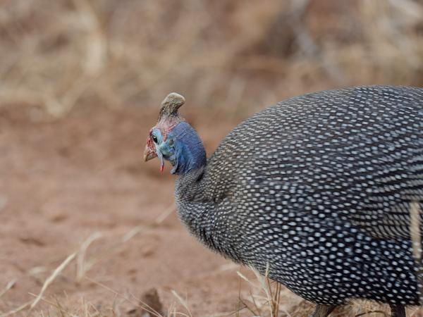 <h3><a href="/trips/safari/biota/animalia/chordata/aves/006 galliformes/003 numididae/numida meleagris/numida meleagris-en.html">Numida&nbsp;meleagris</a> / Helmeted&nbsp;guineafowl / Helmparelhoen</h3>OM-1 Mark II with OLYMPUS M.300mm F4.0, 1/80 sec at F4.0, ISO 5000, distance 6.76&nbsp;m